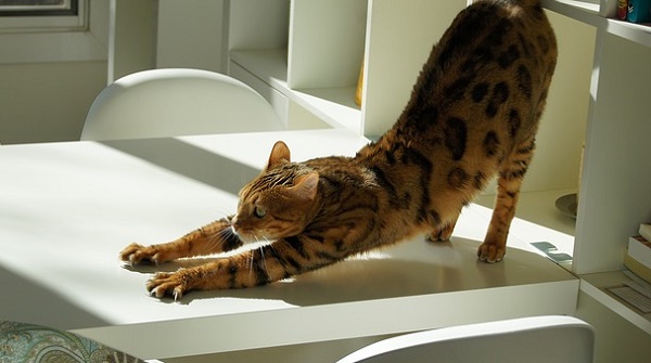 猫背の直し方を学んで、きれいなシルエットを手に入れる秘訣